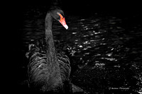 Black Swan.(Cygnus atratus)