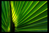 Abstract Palms