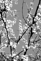 Cherry Blossoms