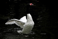 Black Necked Swan. (Cygnus Melan Coryphus)