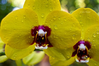 Vanda /Phalaenopsis Orchids